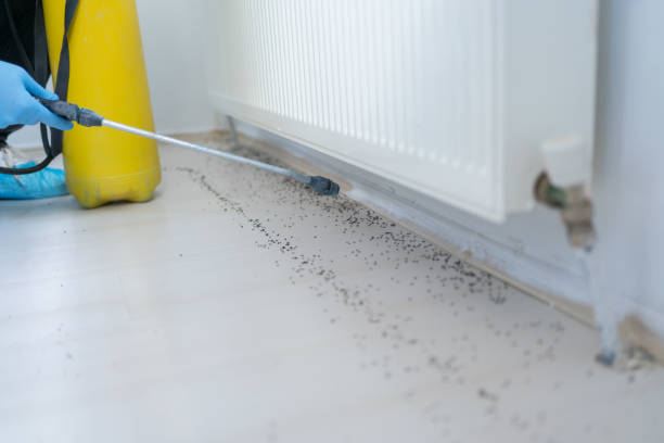 Best Emergency Pest Control  in Timberline Fernwood, AZ