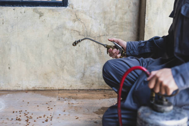 Best Termite Control Services  in Timberline Fernwood, AZ